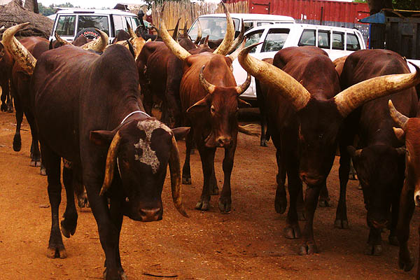 Zebu cattle in Juba